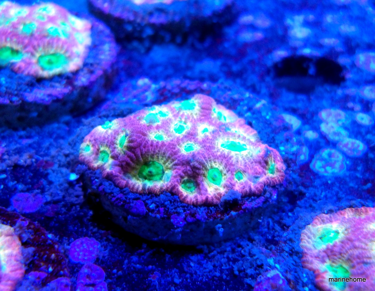 KODAK Digital Still Camera