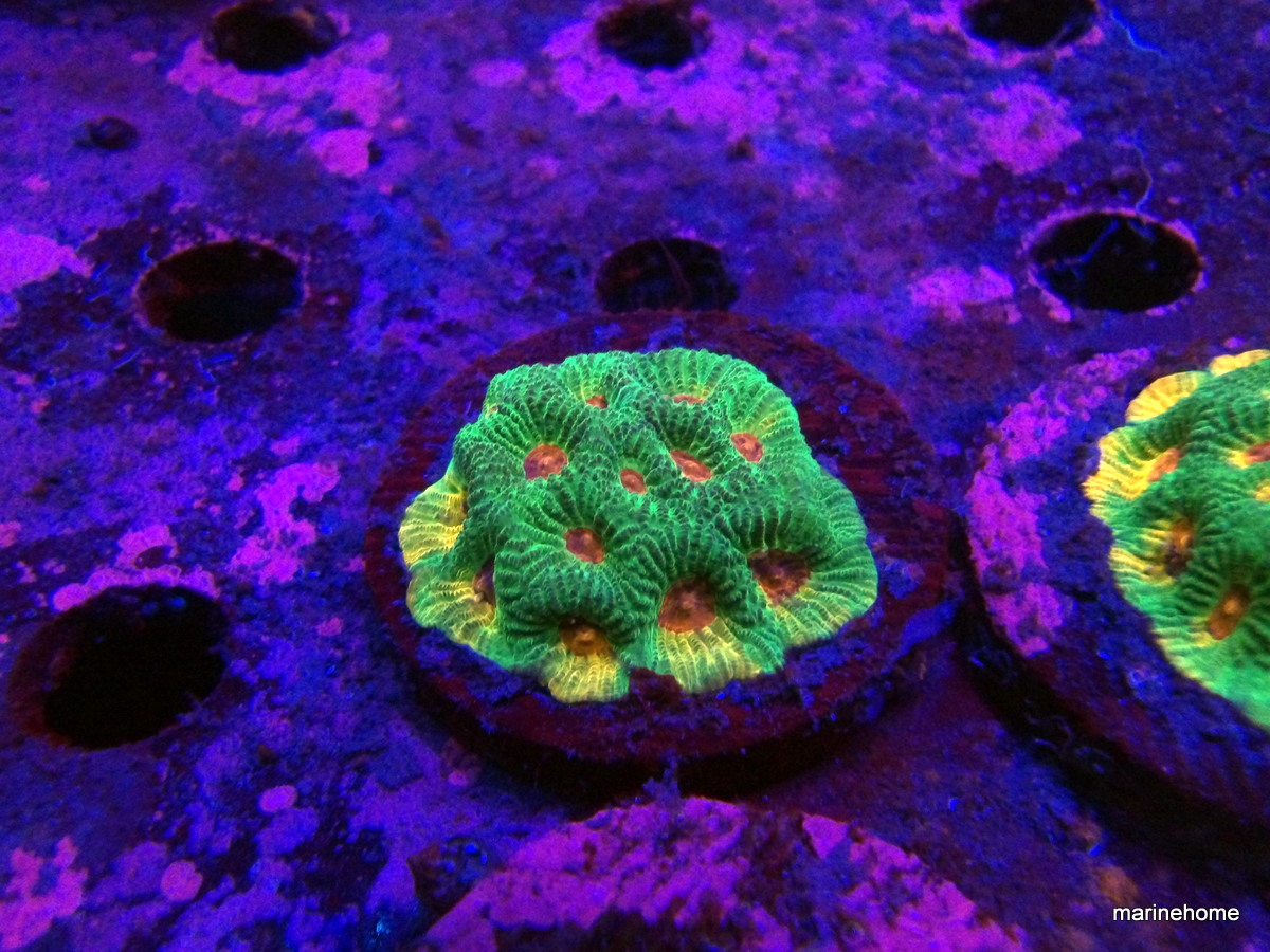 KODAK Digital Still Camera