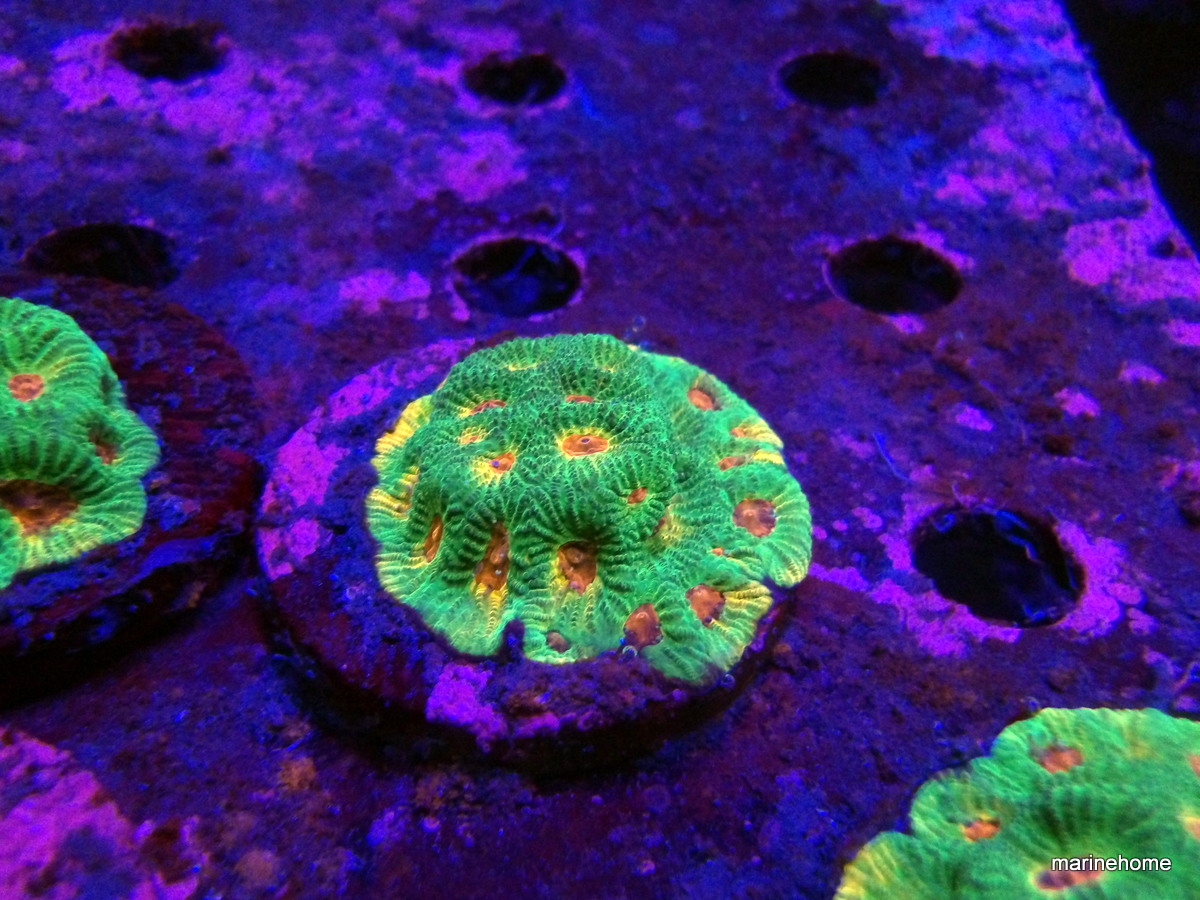 KODAK Digital Still Camera