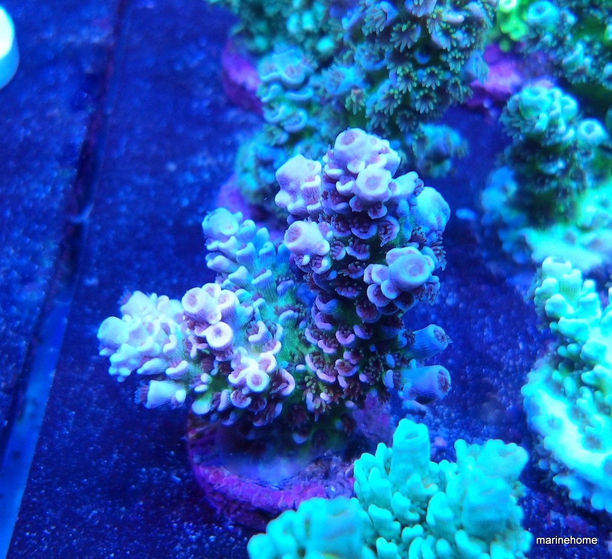 KODAK Digital Still Camera