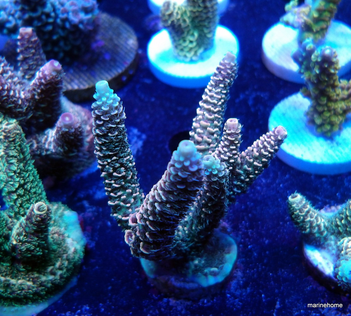 KODAK Digital Still Camera