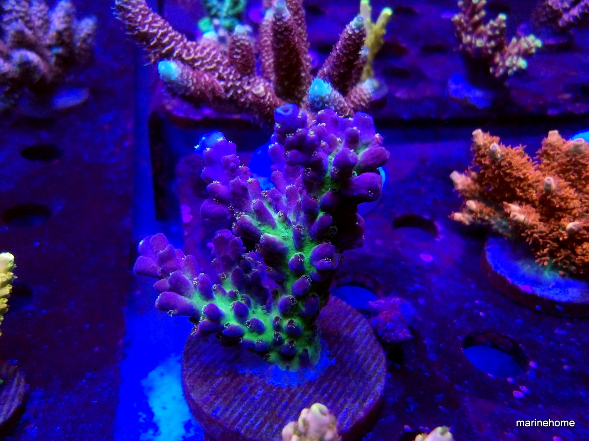 KODAK Digital Still Camera