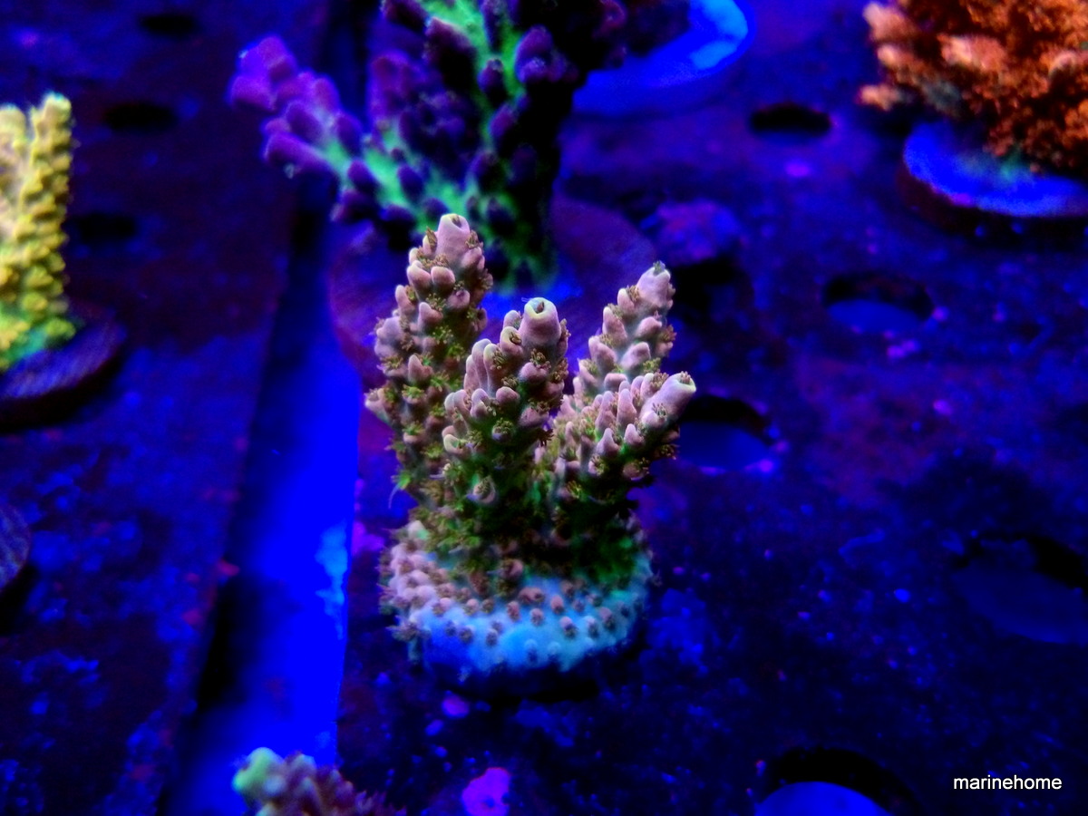 KODAK Digital Still Camera