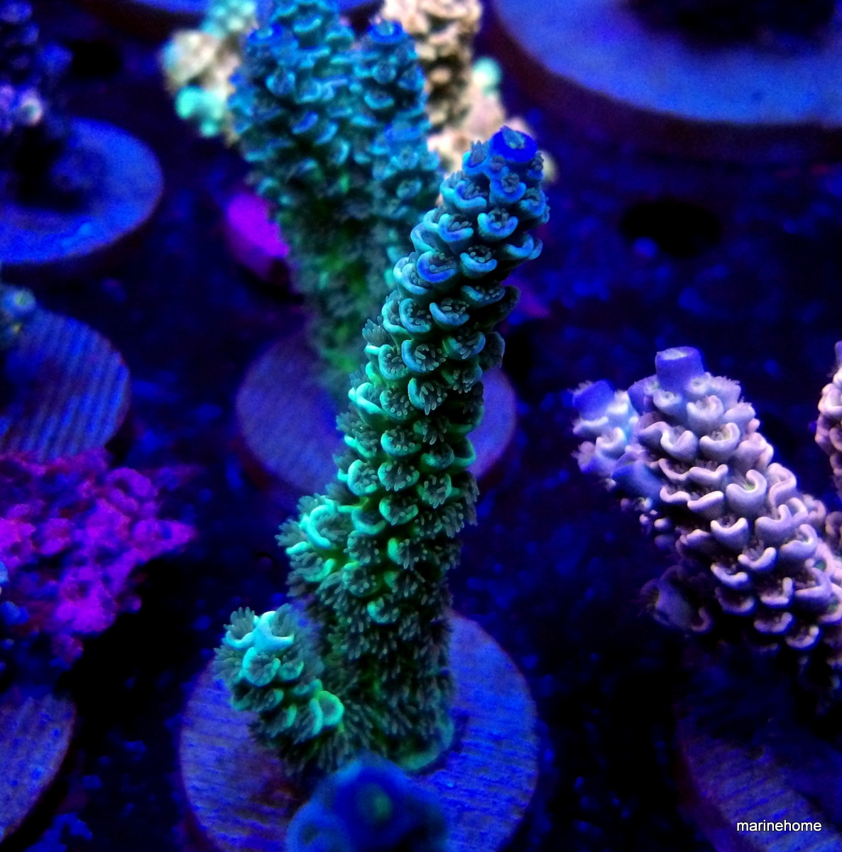 KODAK Digital Still Camera