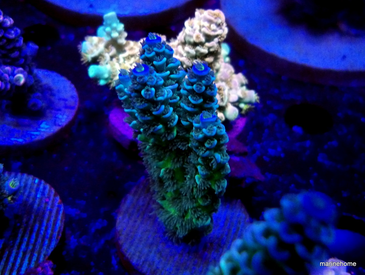 KODAK Digital Still Camera