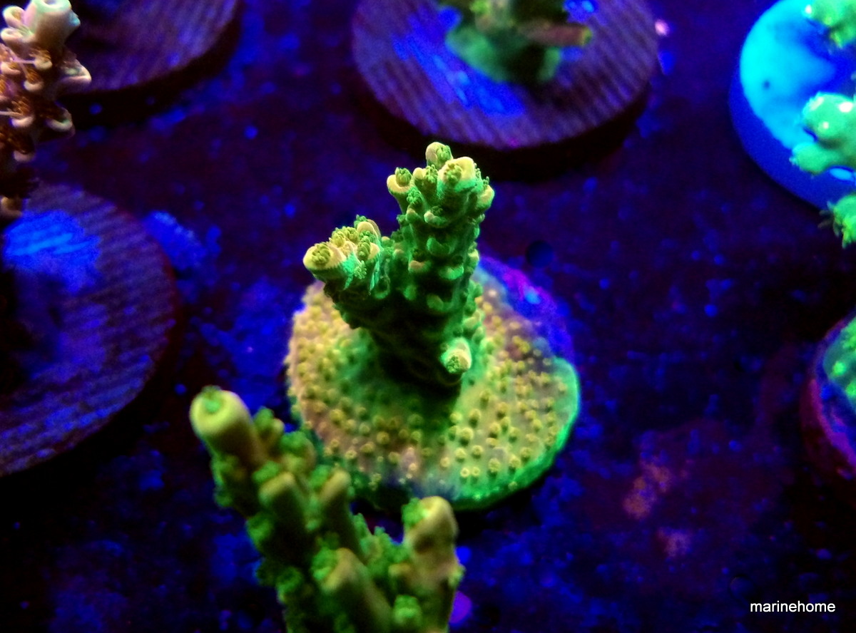 KODAK Digital Still Camera