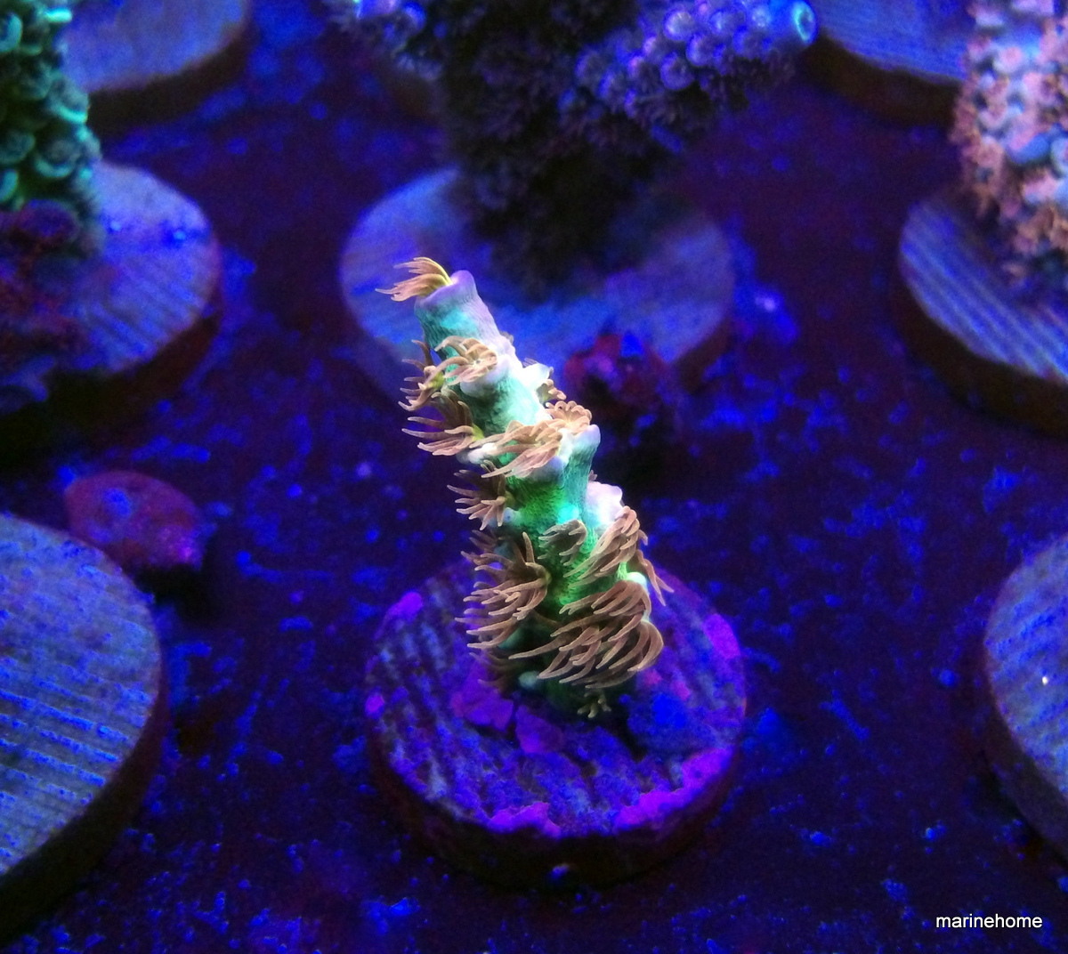 KODAK Digital Still Camera