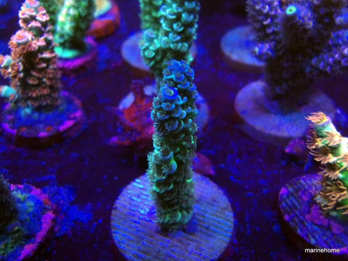 KODAK Digital Still Camera