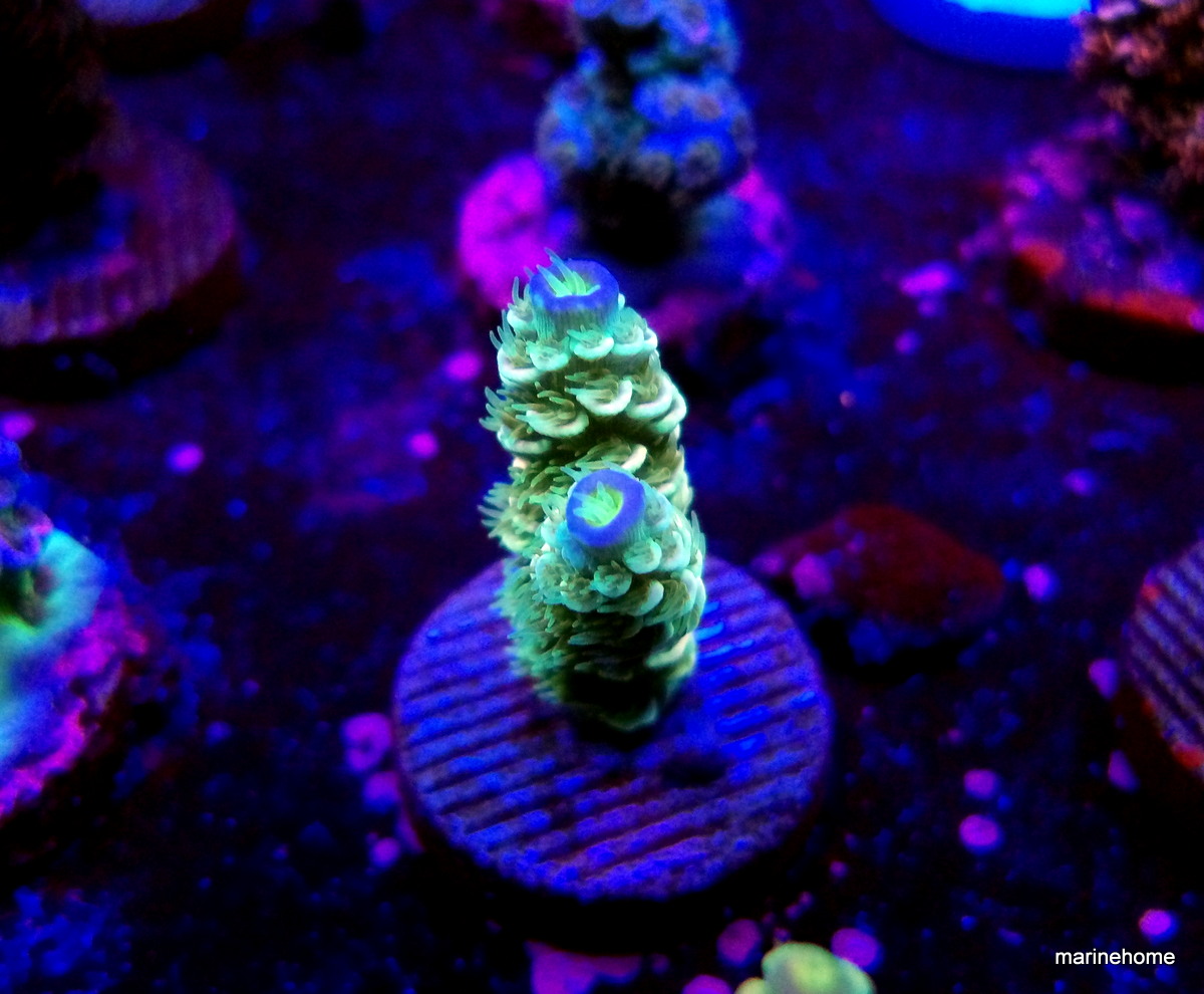 KODAK Digital Still Camera