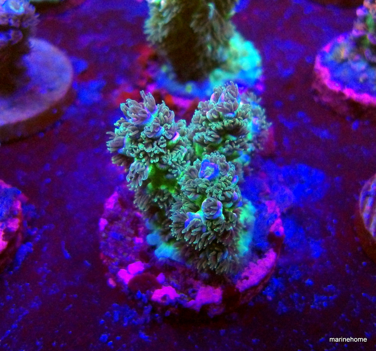 KODAK Digital Still Camera