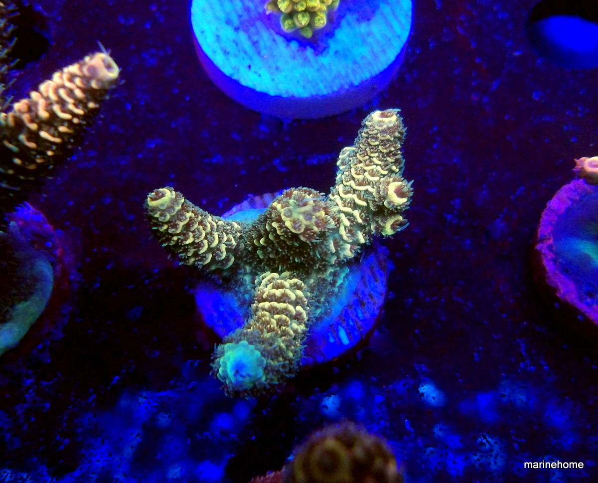 KODAK Digital Still Camera