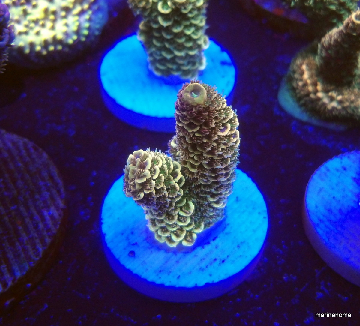 KODAK Digital Still Camera