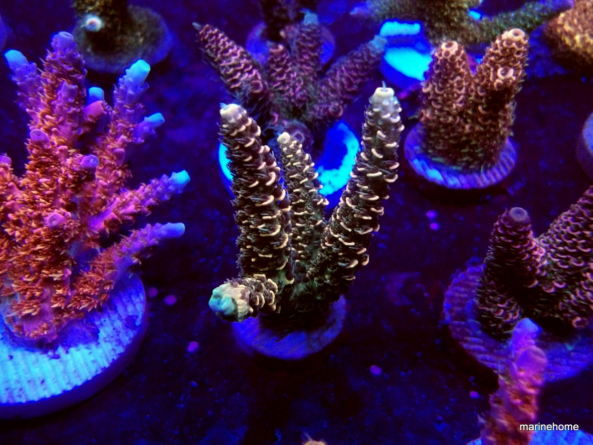 KODAK Digital Still Camera