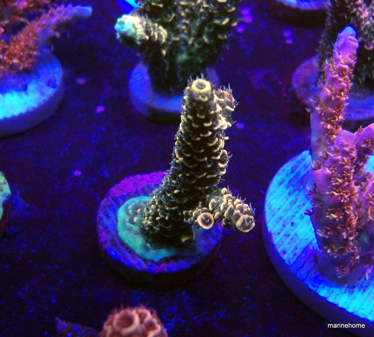 KODAK Digital Still Camera