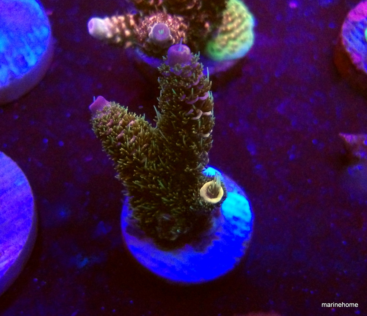 KODAK Digital Still Camera