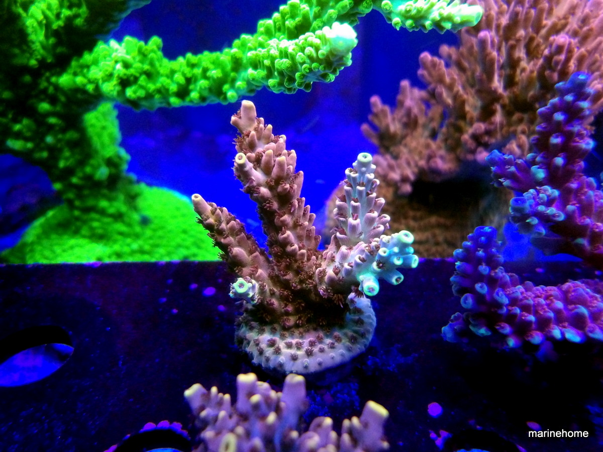 KODAK Digital Still Camera