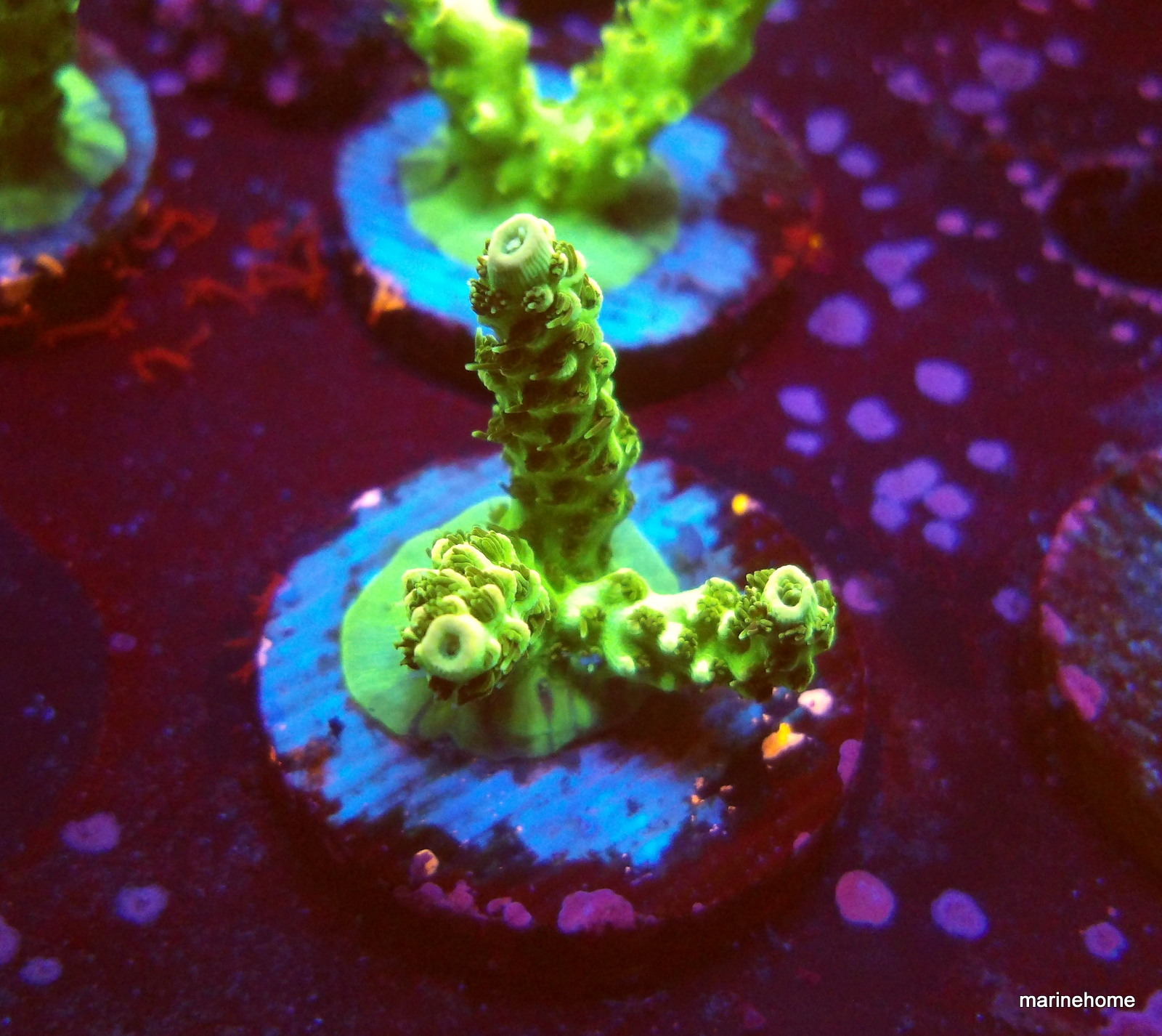 KODAK Digital Still Camera