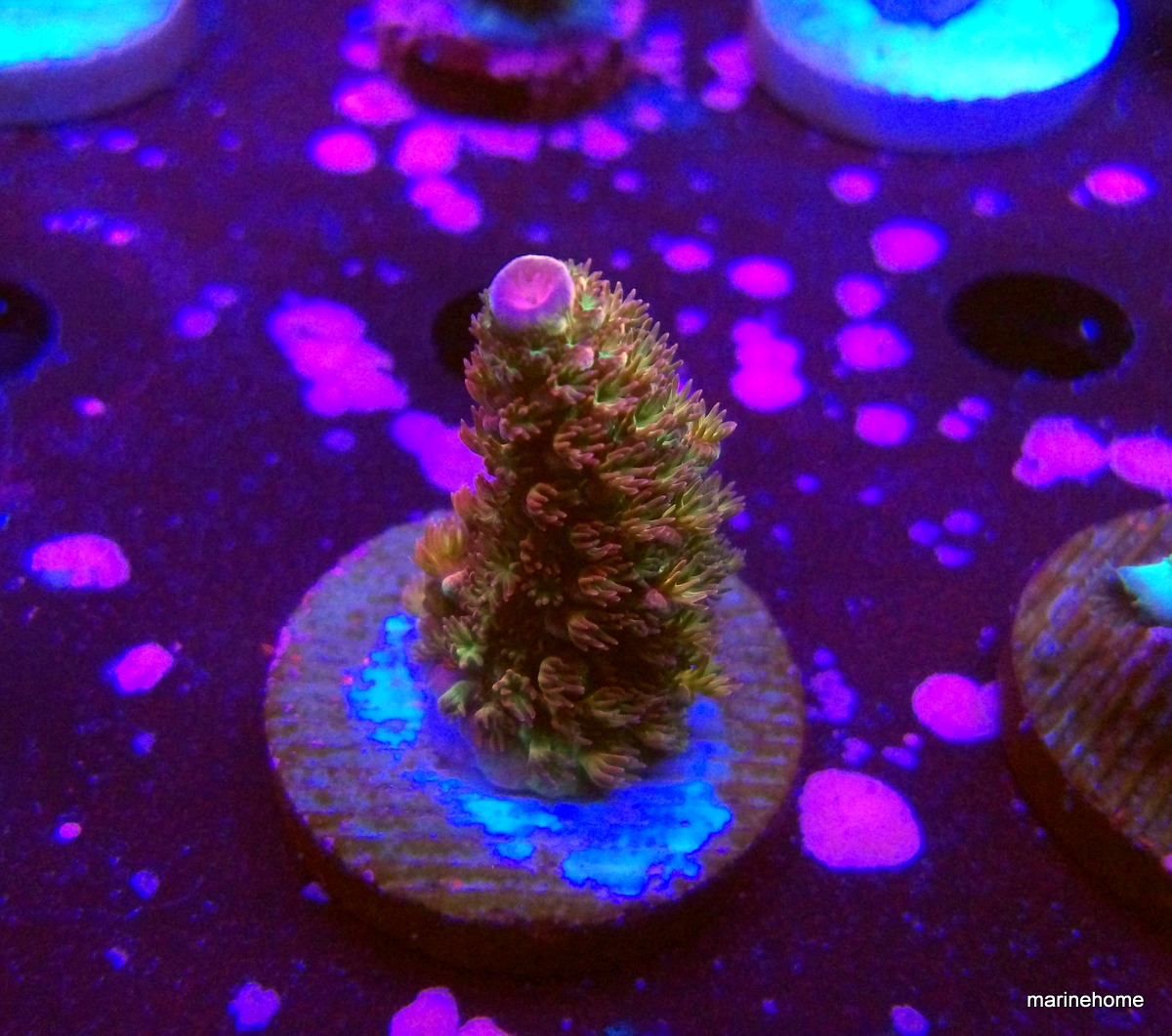 KODAK Digital Still Camera