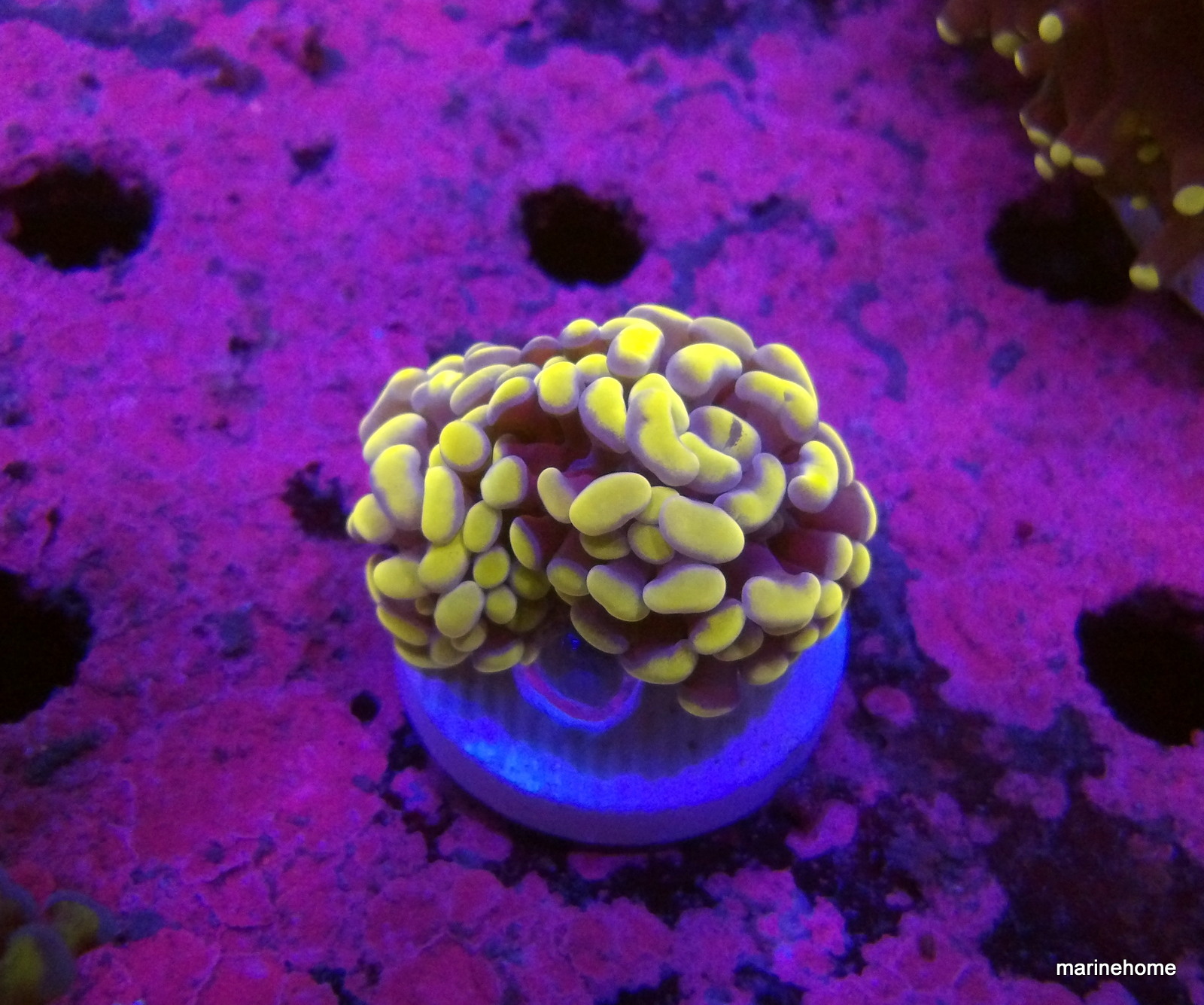 KODAK Digital Still Camera