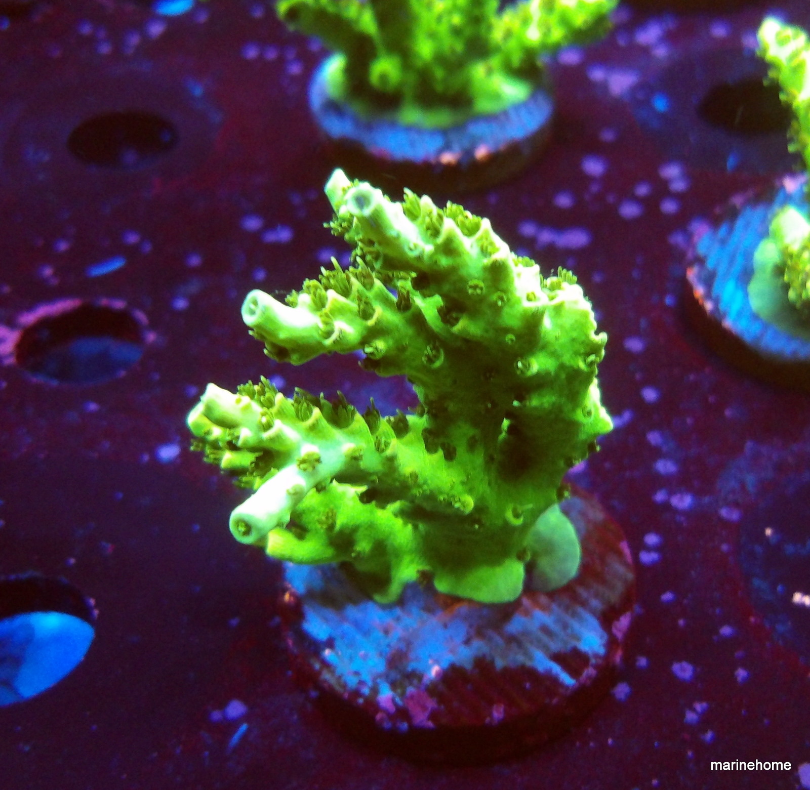 KODAK Digital Still Camera