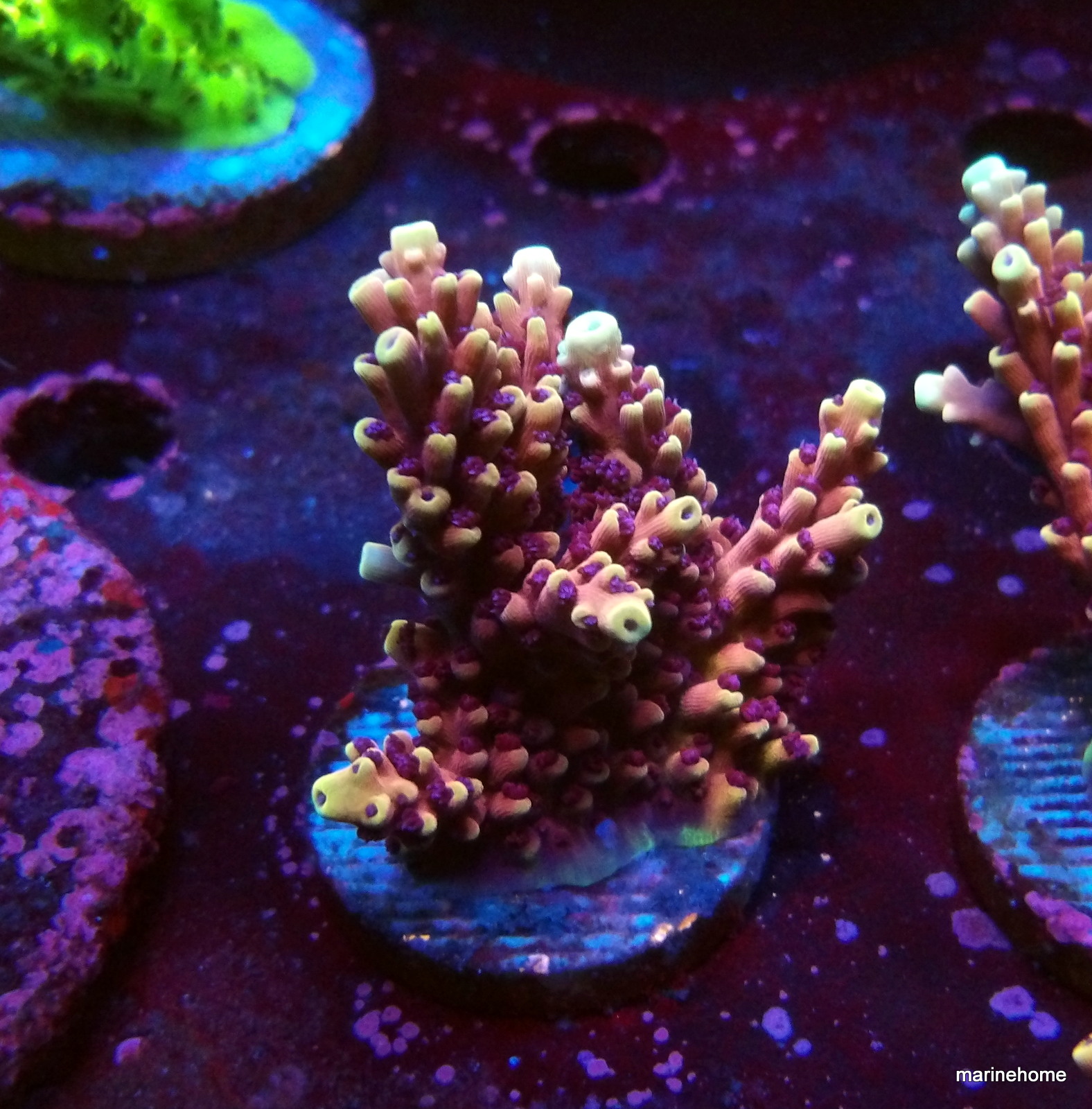 KODAK Digital Still Camera