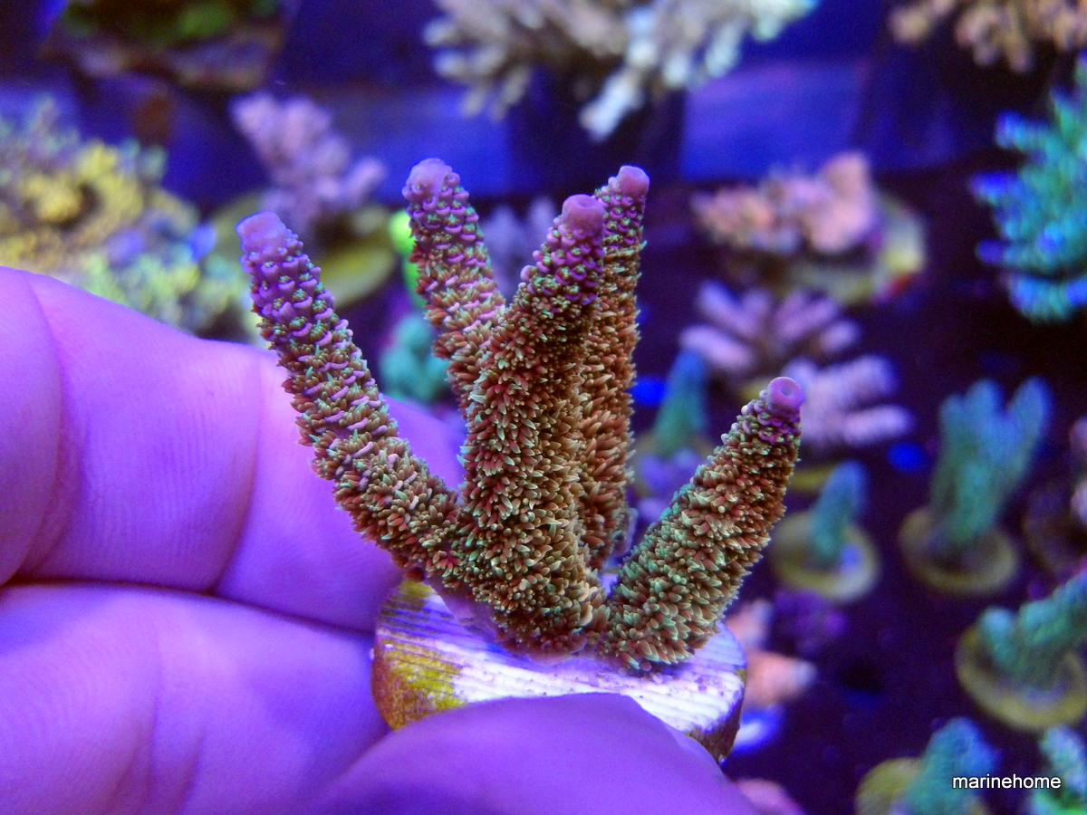 KODAK Digital Still Camera