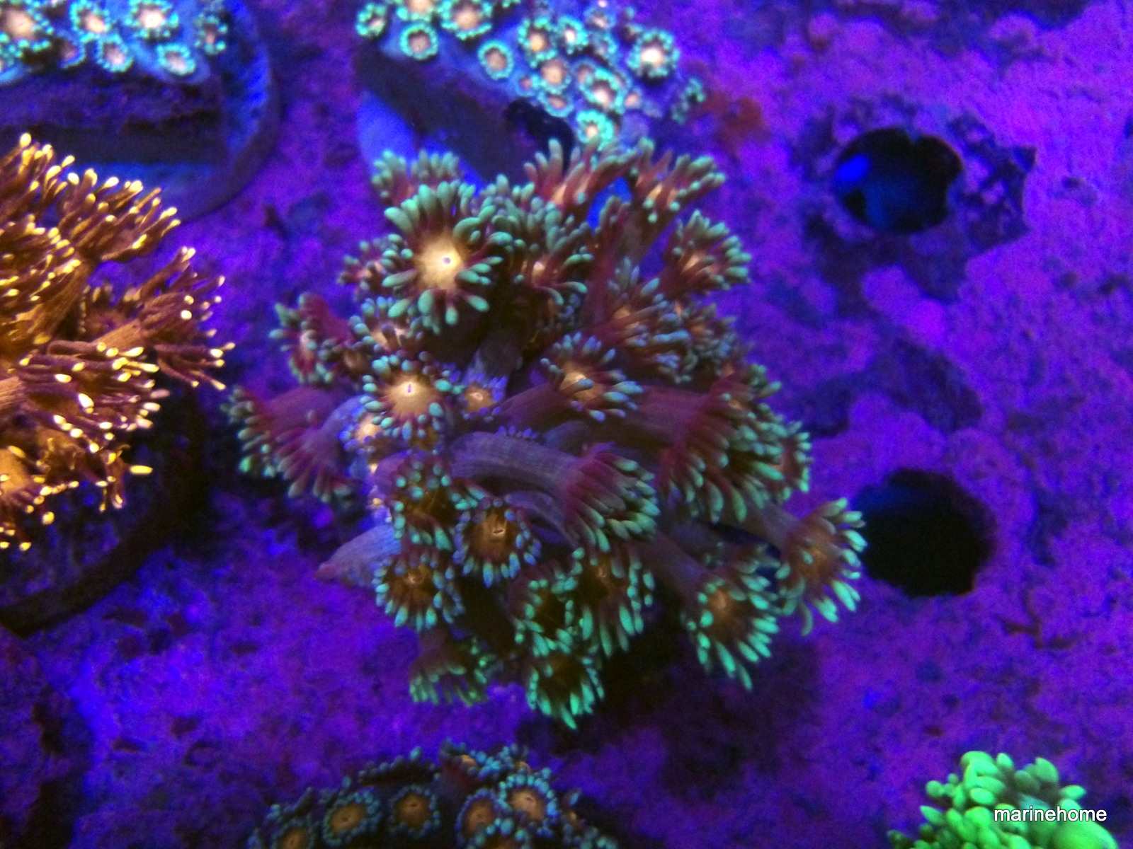 KODAK Digital Still Camera