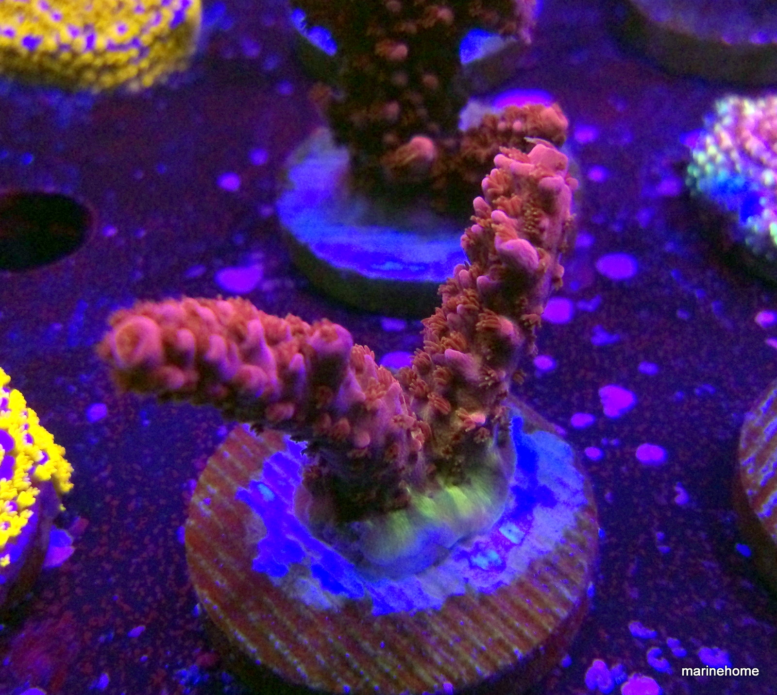 KODAK Digital Still Camera