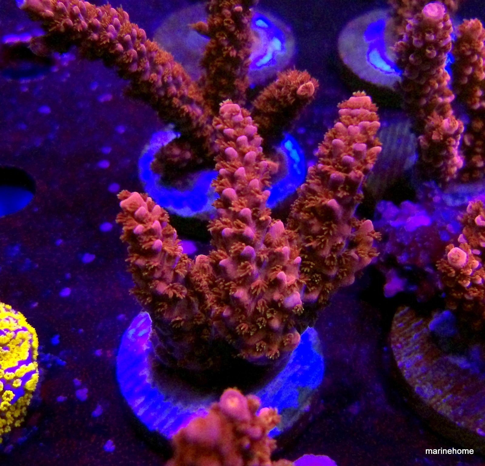 KODAK Digital Still Camera