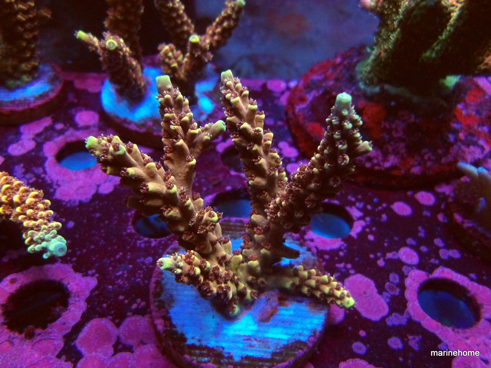 KODAK Digital Still Camera