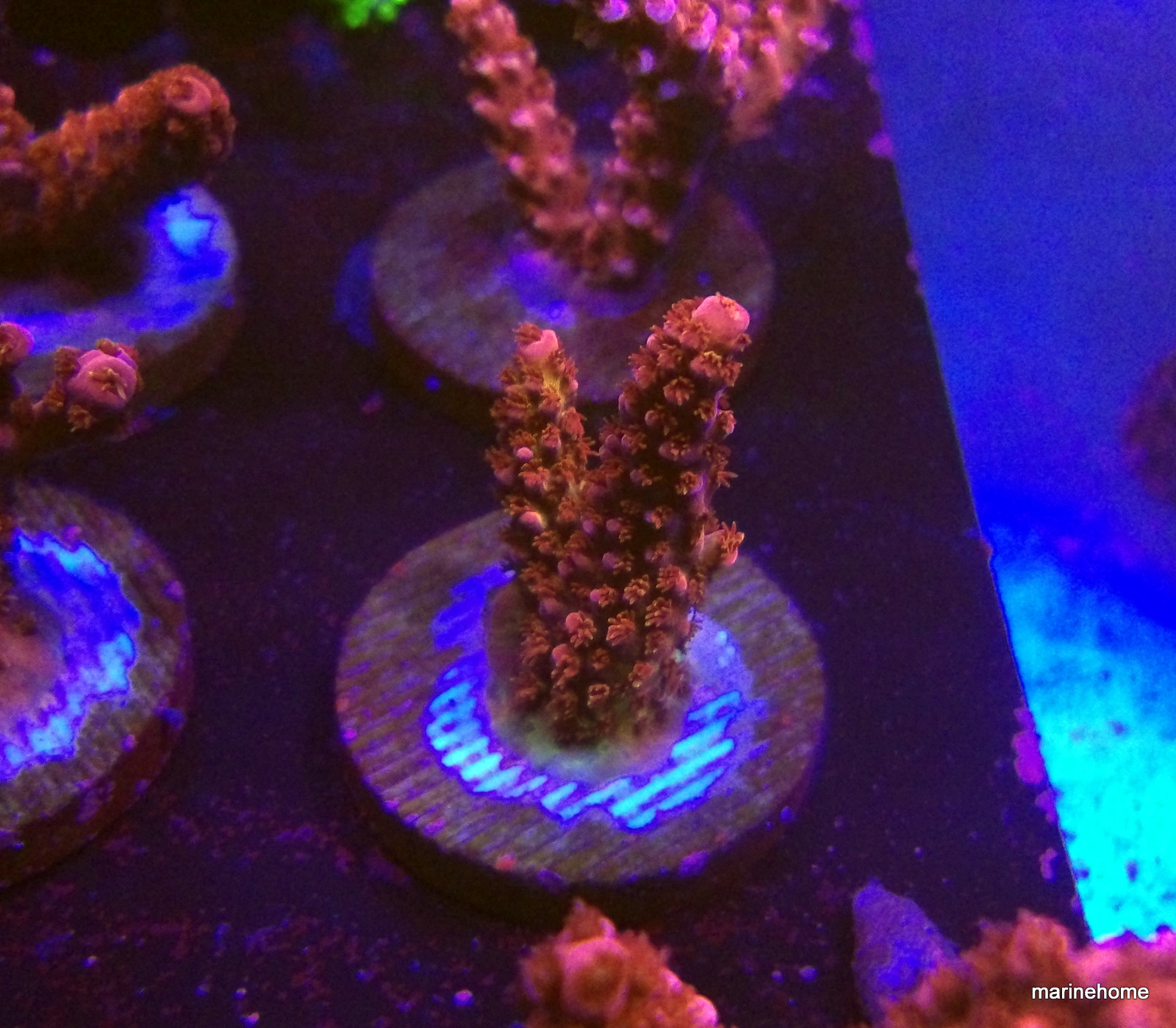 KODAK Digital Still Camera