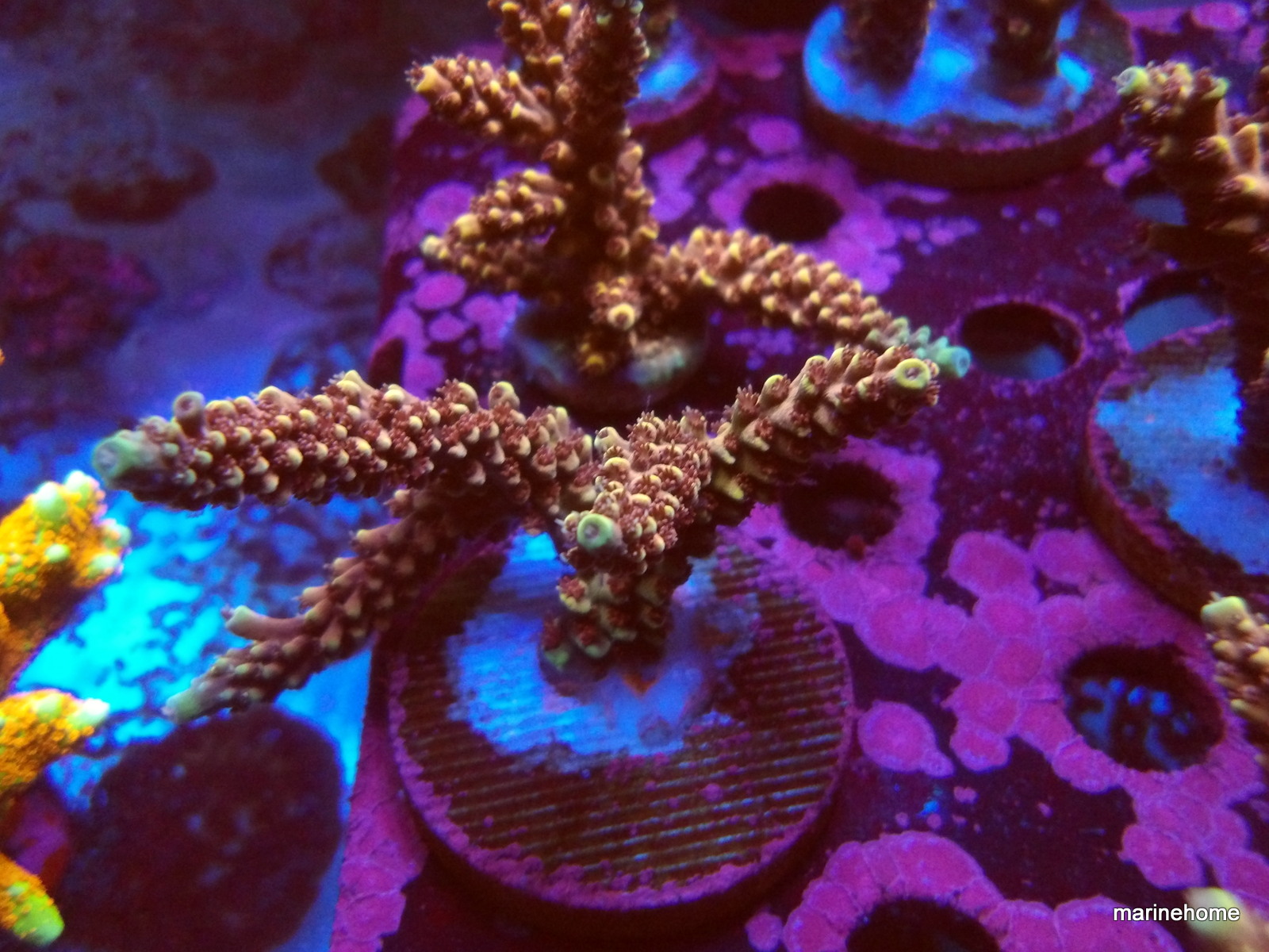 KODAK Digital Still Camera