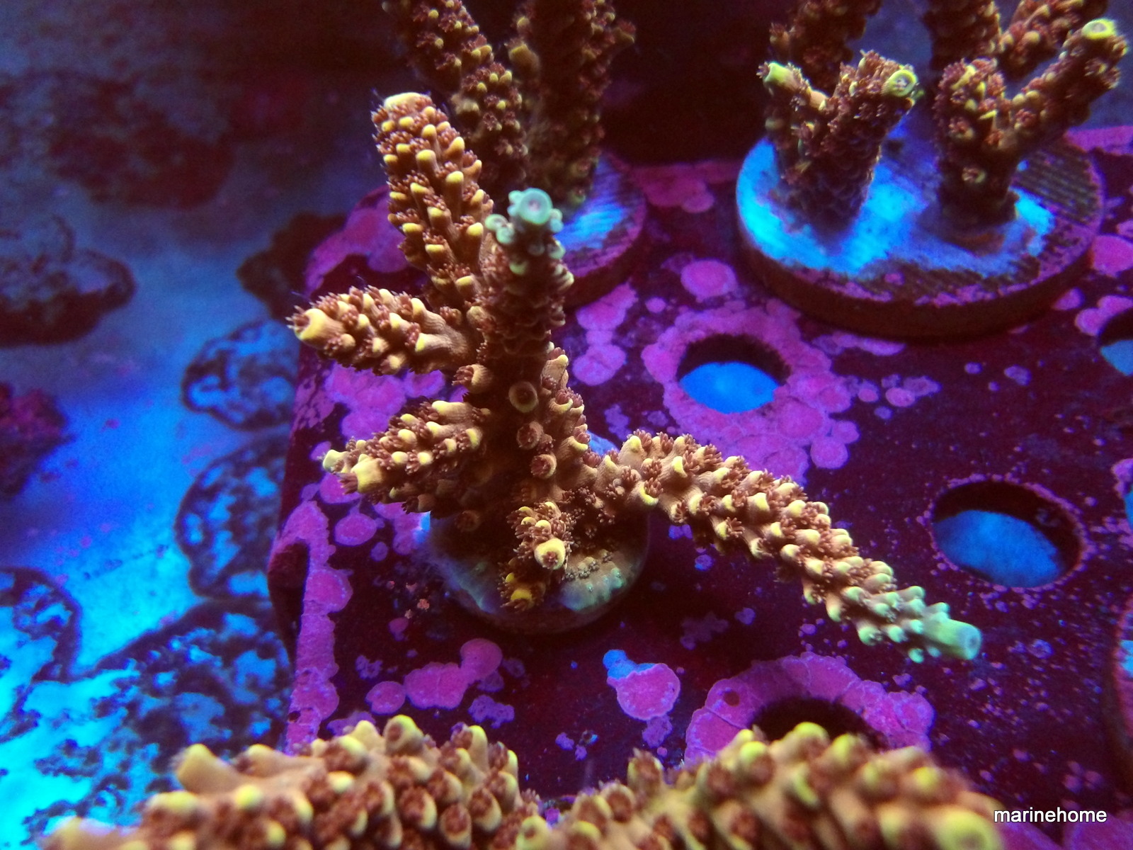 KODAK Digital Still Camera