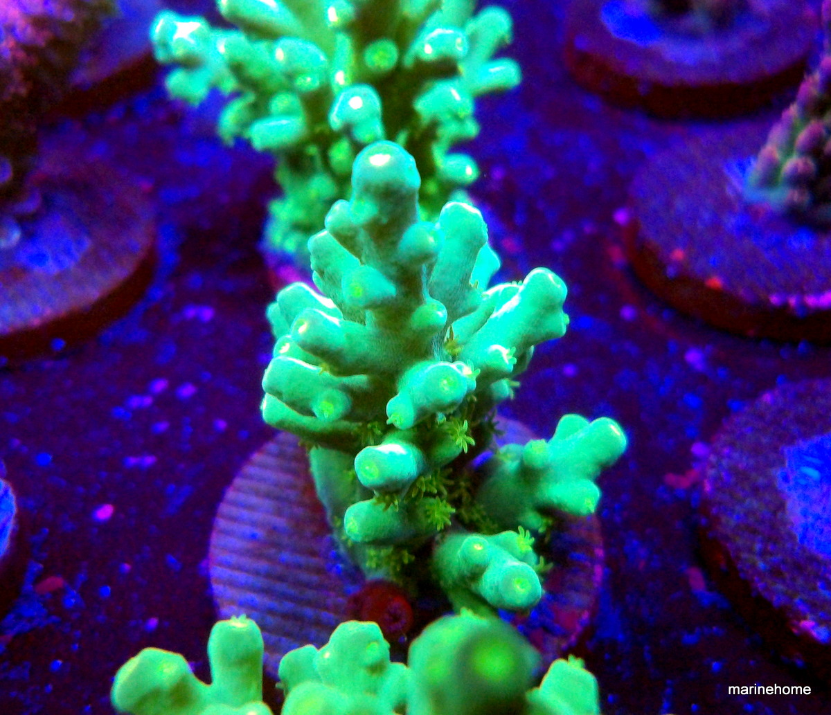 KODAK Digital Still Camera