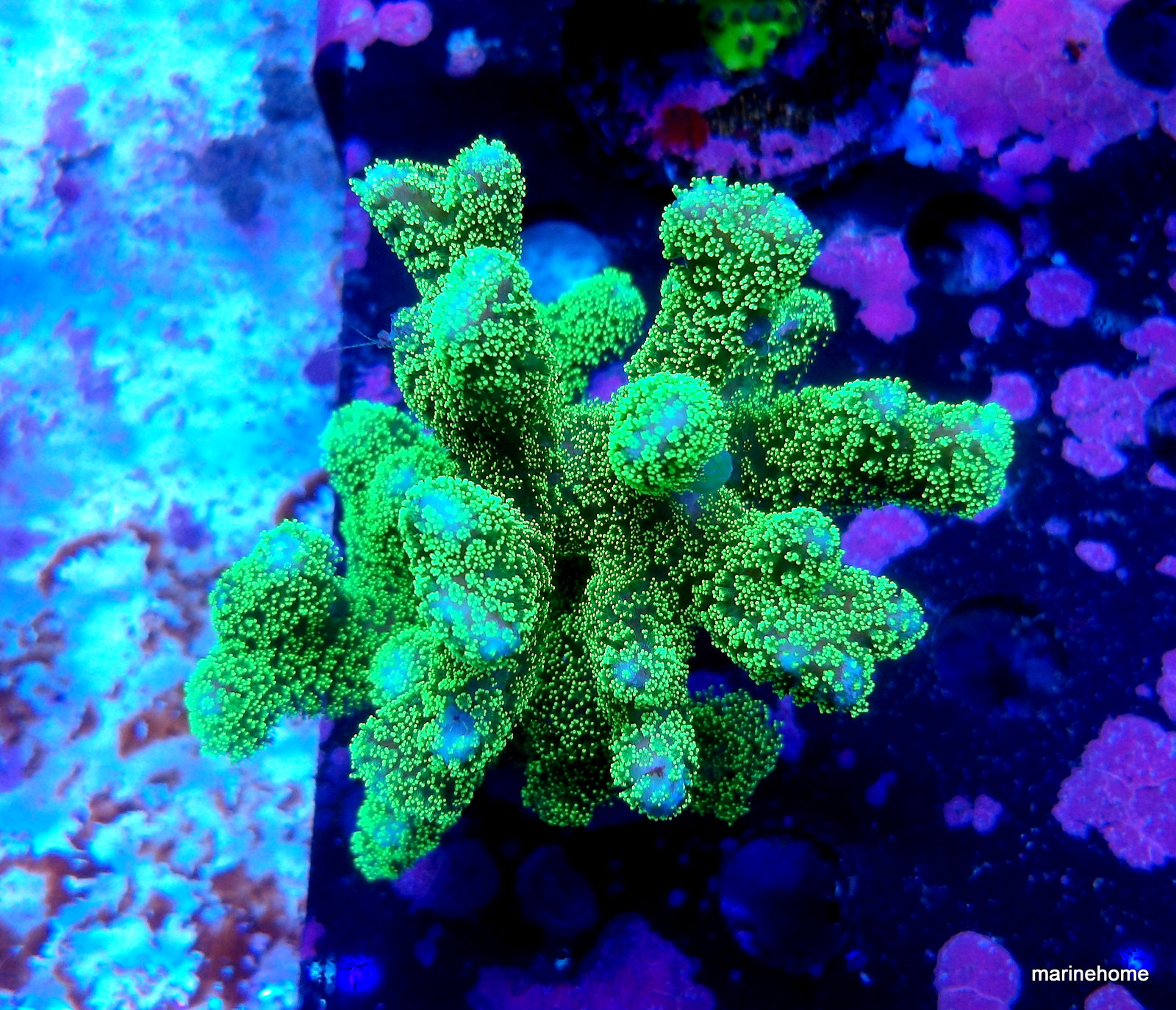 KODAK Digital Still Camera