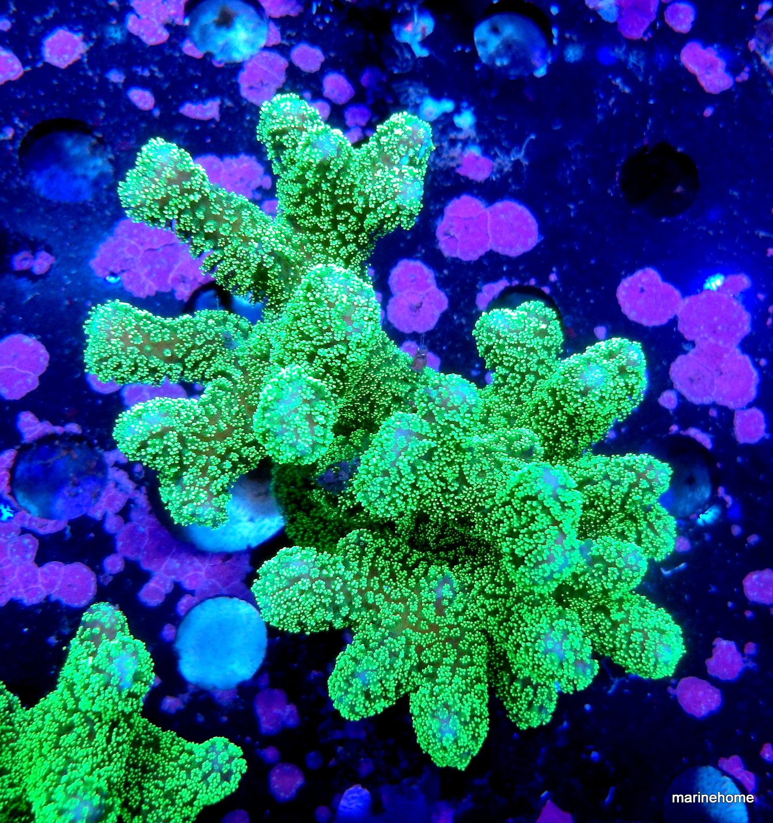 KODAK Digital Still Camera