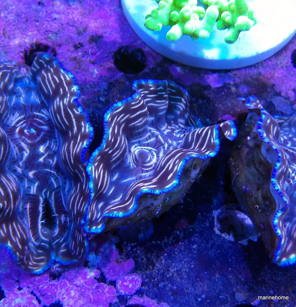 KODAK Digital Still Camera