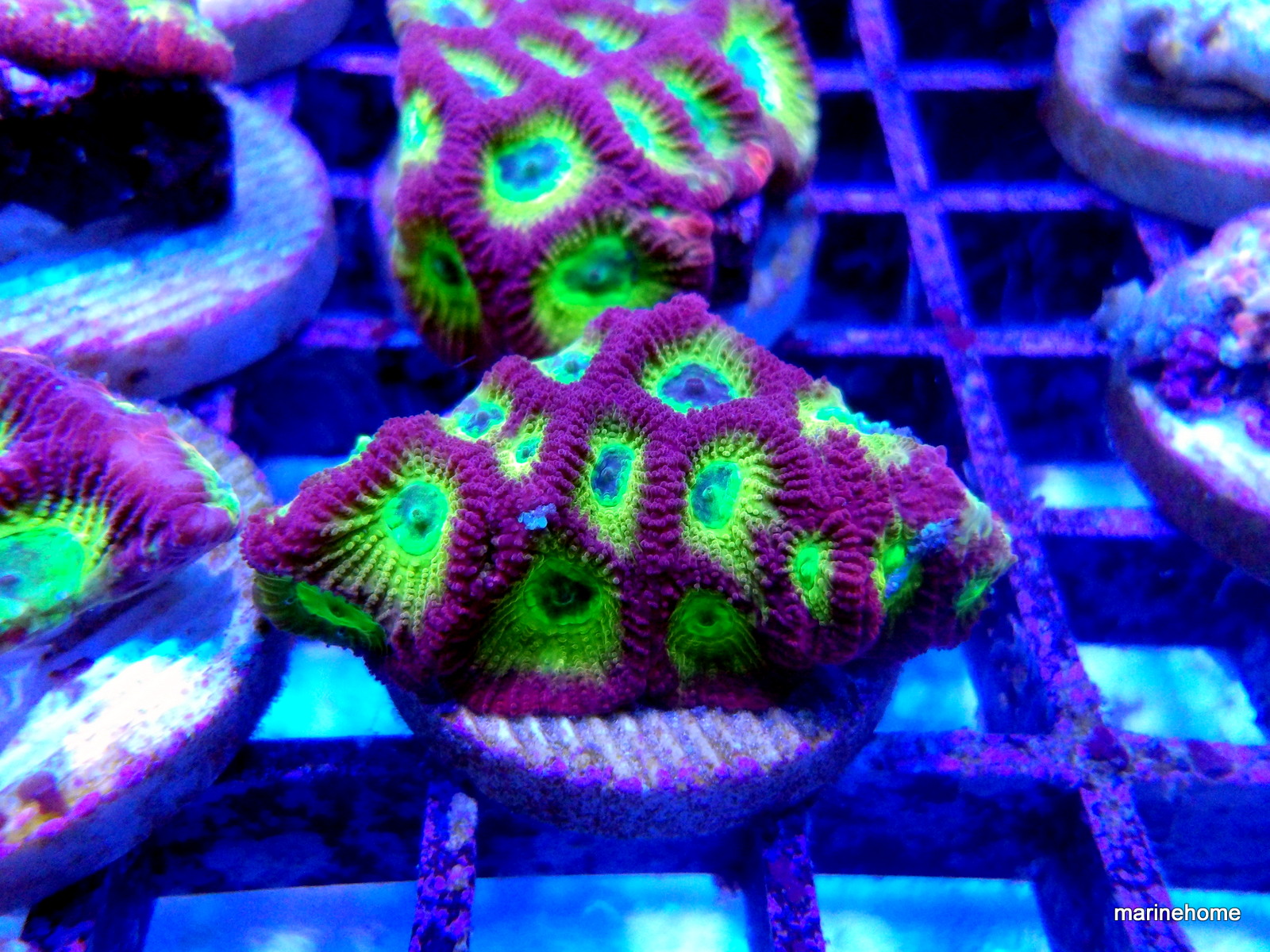 KODAK Digital Still Camera