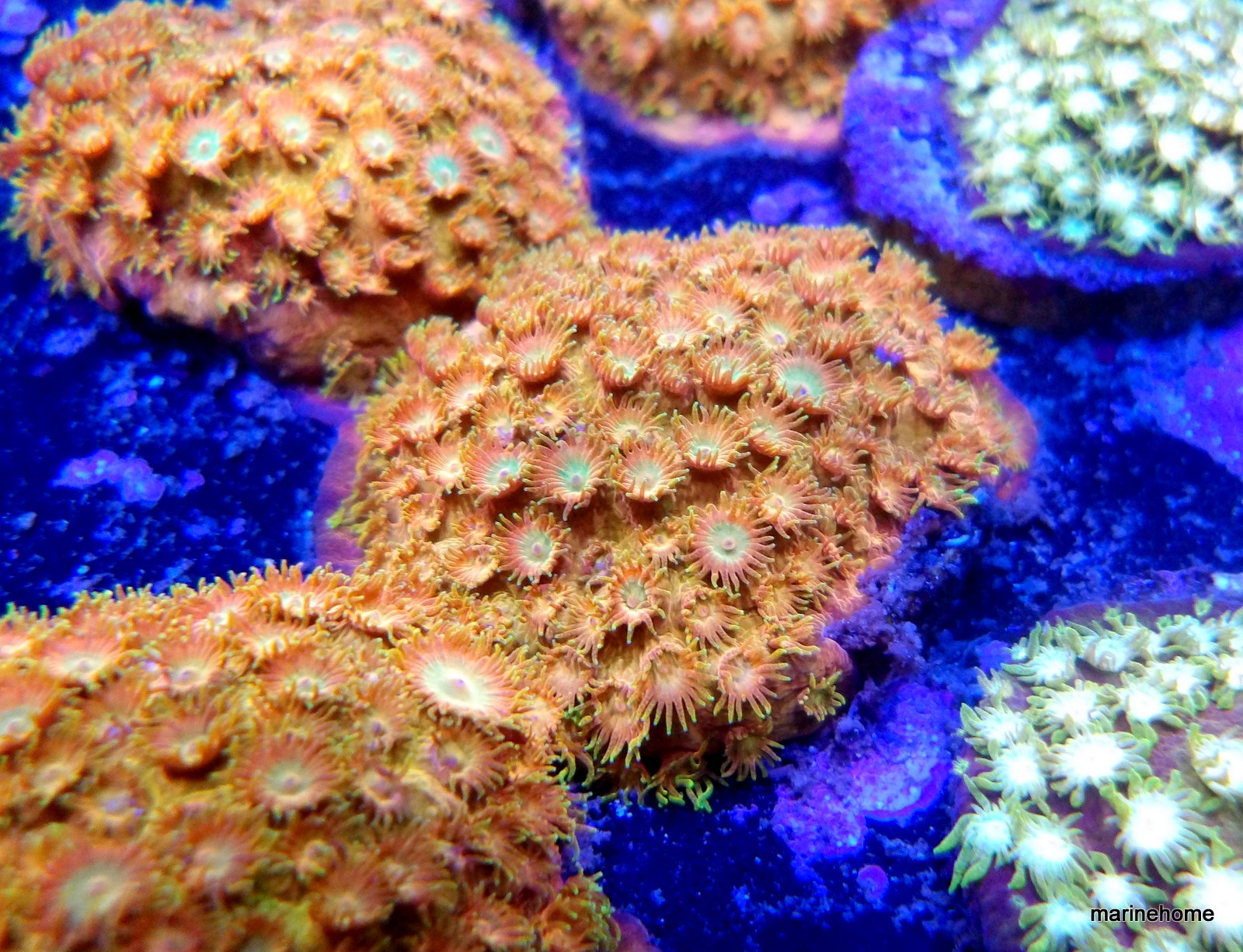 KODAK Digital Still Camera