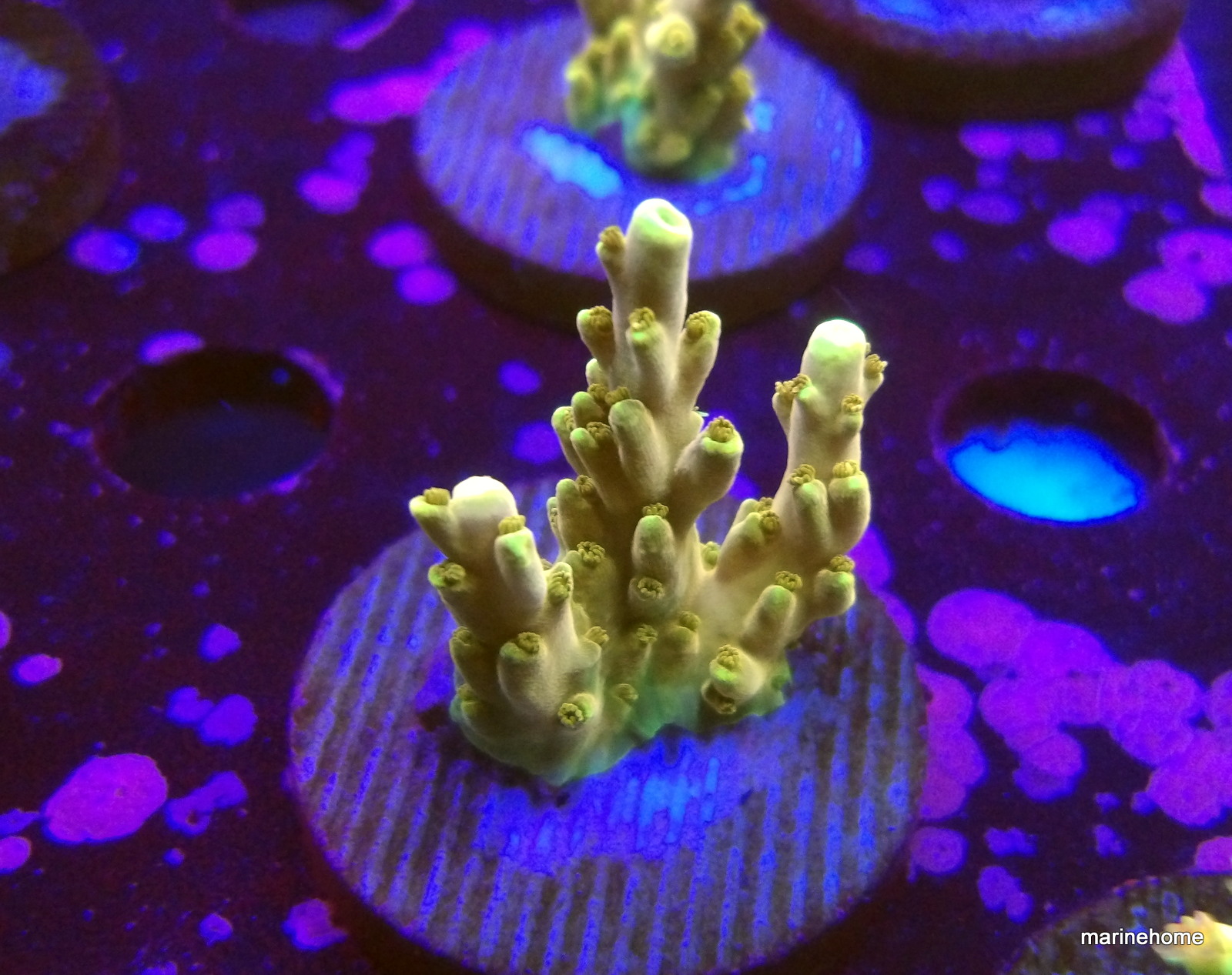 KODAK Digital Still Camera