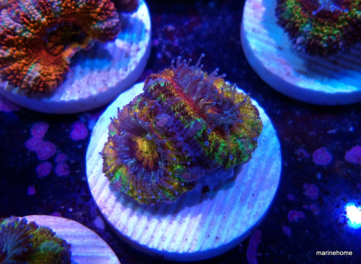 KODAK Digital Still Camera