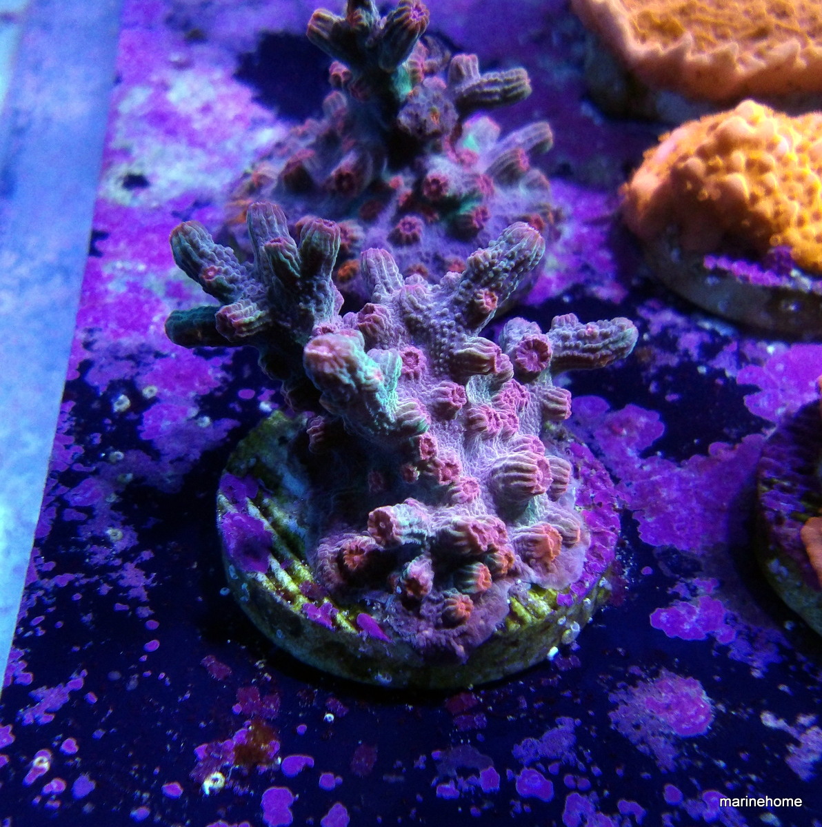 KODAK Digital Still Camera