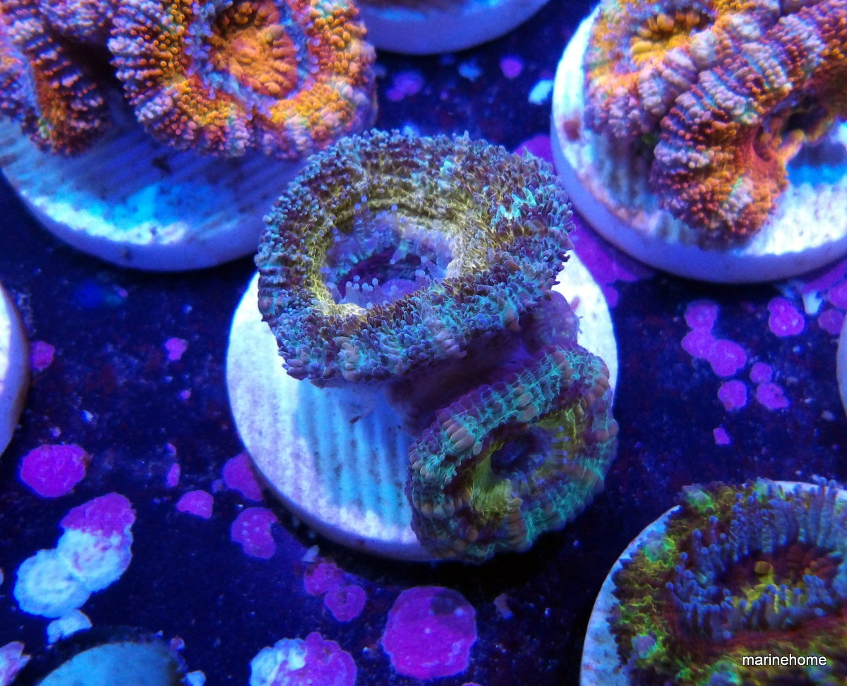 KODAK Digital Still Camera