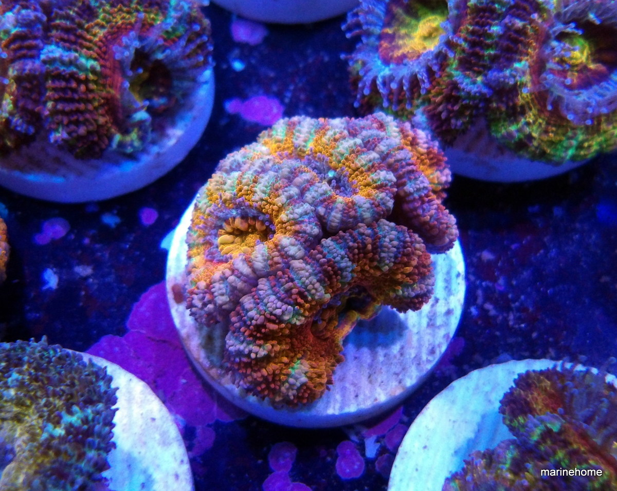 KODAK Digital Still Camera