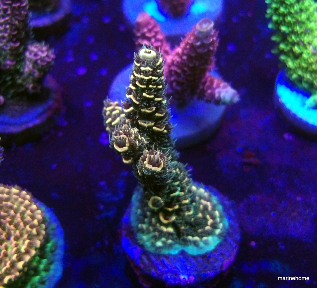 KODAK Digital Still Camera