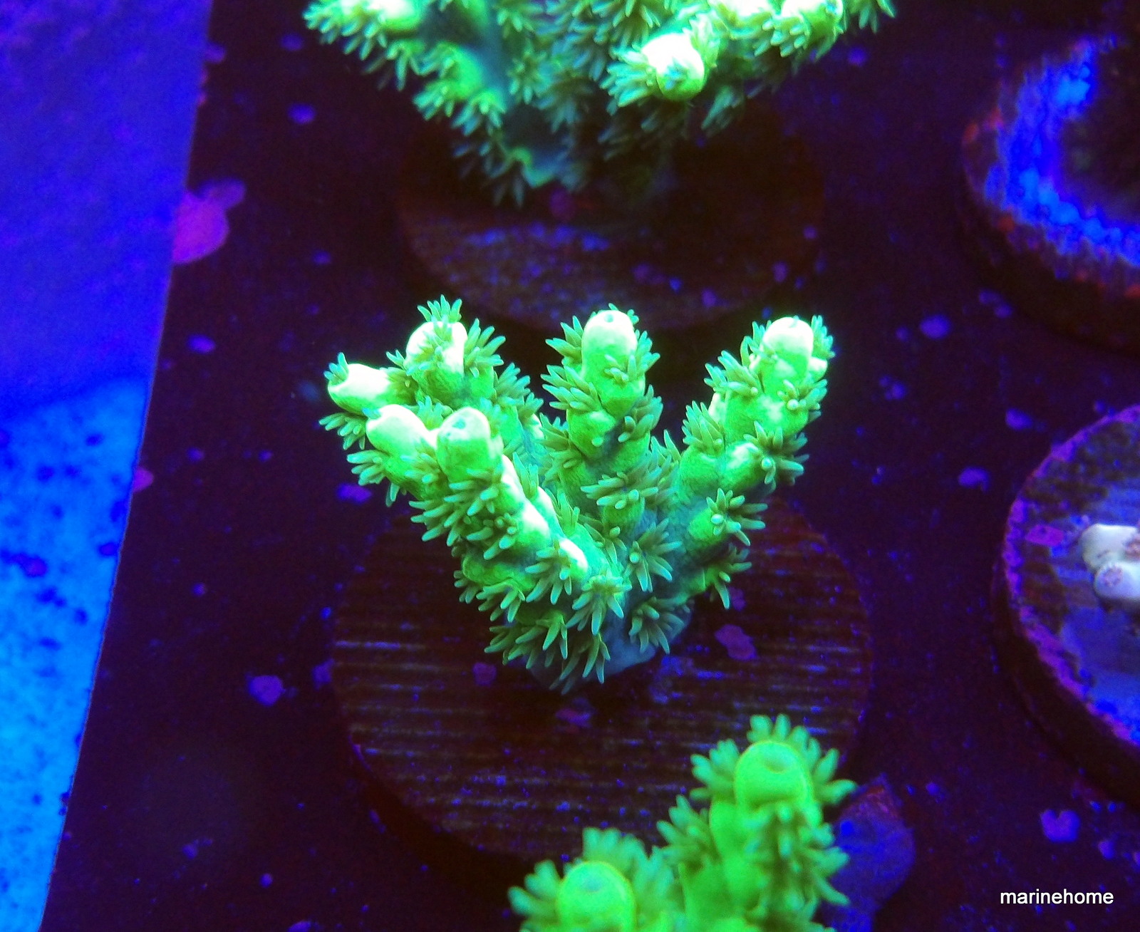 KODAK Digital Still Camera