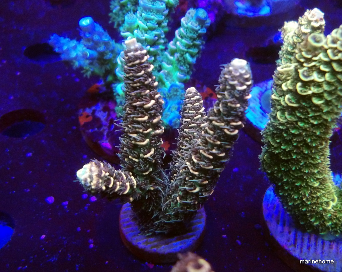 KODAK Digital Still Camera