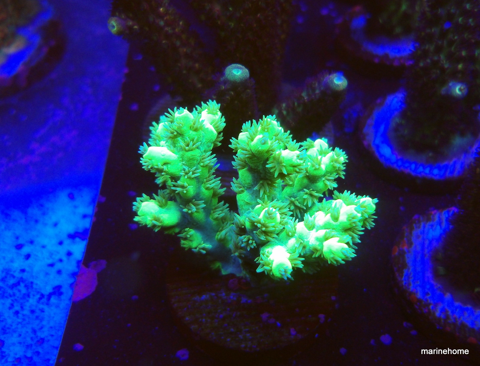 KODAK Digital Still Camera