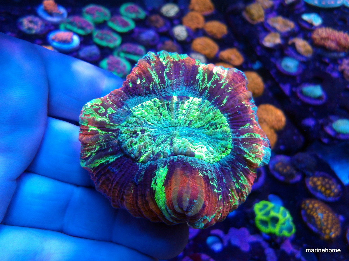 KODAK Digital Still Camera