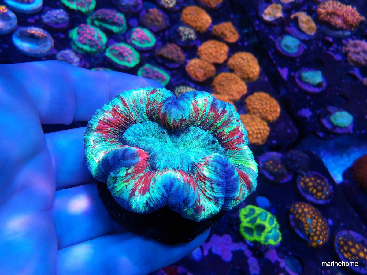 KODAK Digital Still Camera